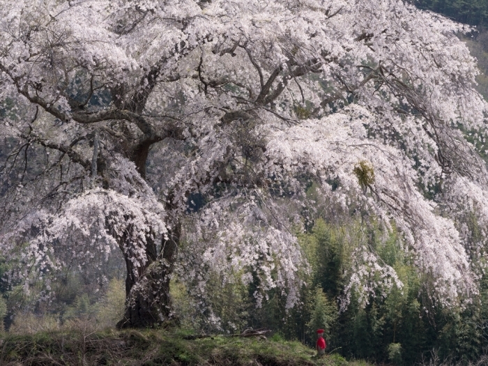 一本桜巡礼 上発知の桜_f0224100_08351231.jpg