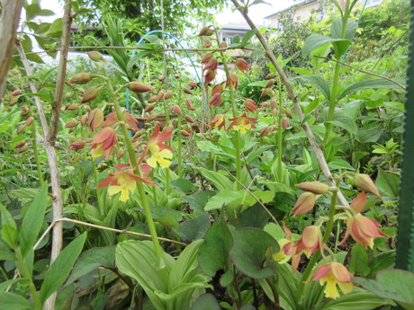 魚沼の木の芽、土佐のグリーンピース　ほか_a0203003_20123887.jpg