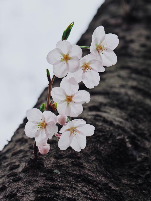 野趣あふれる桜_d0087407_11022207.jpg