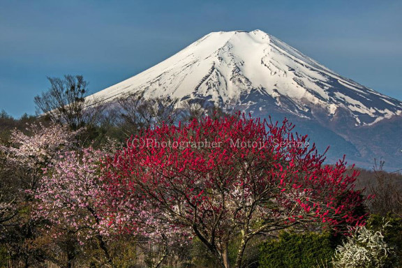 ２０１７GW 　桜！もう一度_d0160611_11202006.jpg