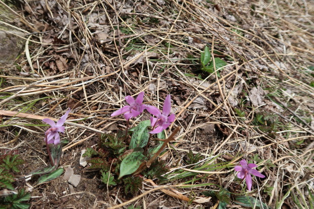 花いっぱいの荒島岳_d0103314_22330541.jpg