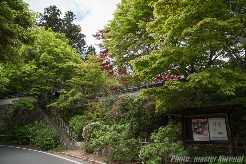 2017.5.5 普門寺のシャクナゲ_b0366519_00295906.jpg