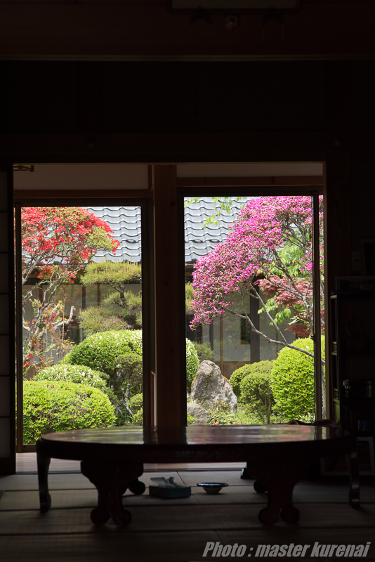 2017.5.5 普門寺のシャクナゲ_b0366519_00300779.jpg