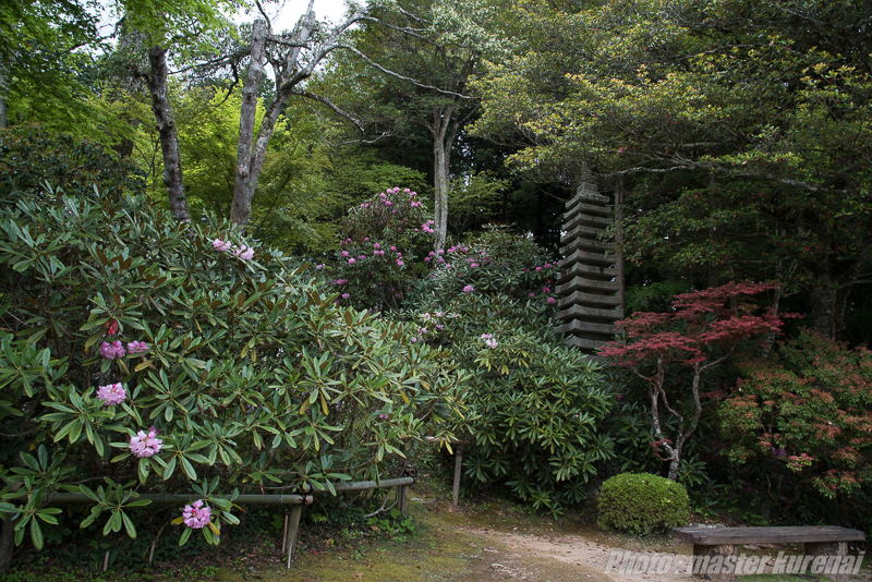 2017.5.5 普門寺のシャクナゲ_b0366519_00301344.jpg