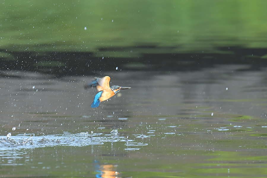 170506 ピラ池水物など_c0278820_18435560.jpg