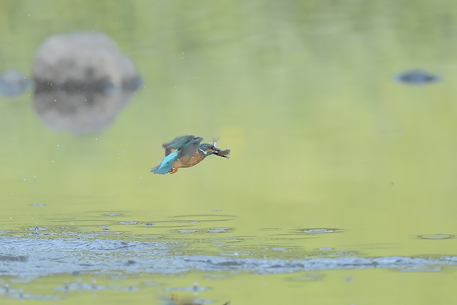 170506 ピラ池水物など_c0278820_18541055.jpg