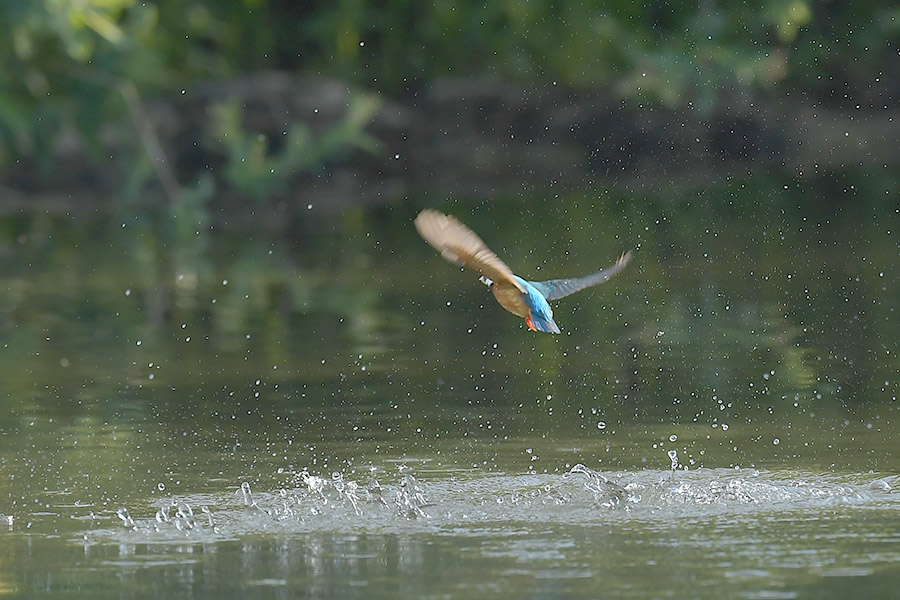 170506 ピラ池水物など_c0278820_191228.jpg