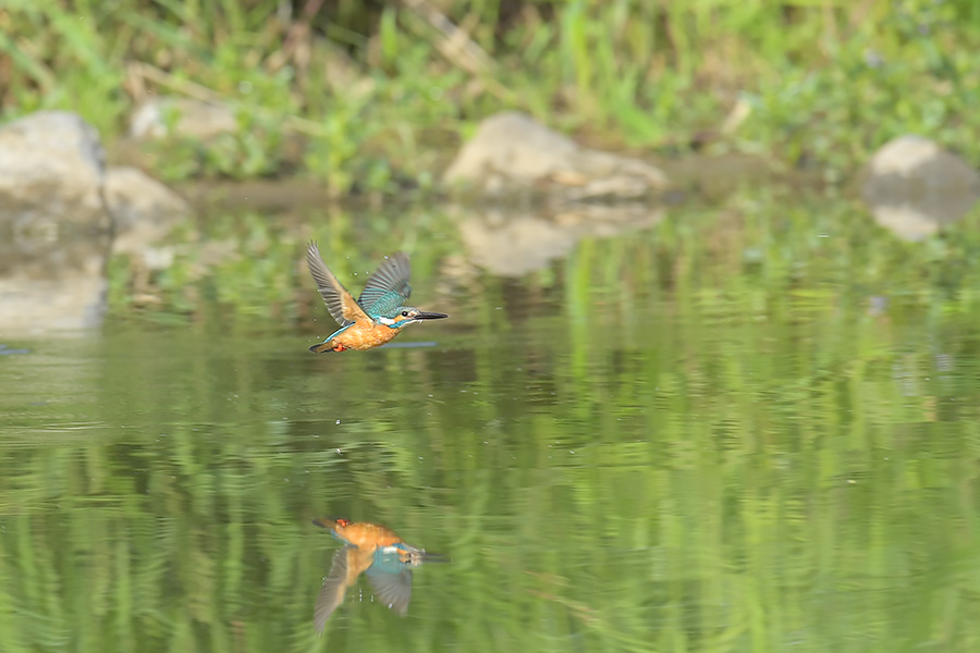 170506 ピラ池水物など_c0278820_1928871.jpg