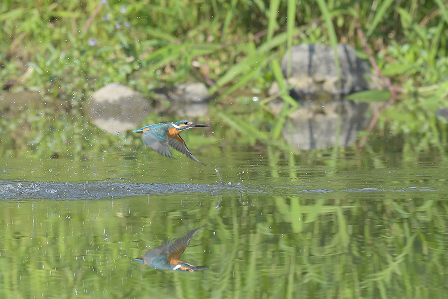 170506 ピラ池水物など_c0278820_19323579.jpg