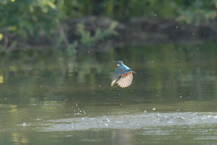 170506 ピラ池水物など_c0278820_193581.jpg