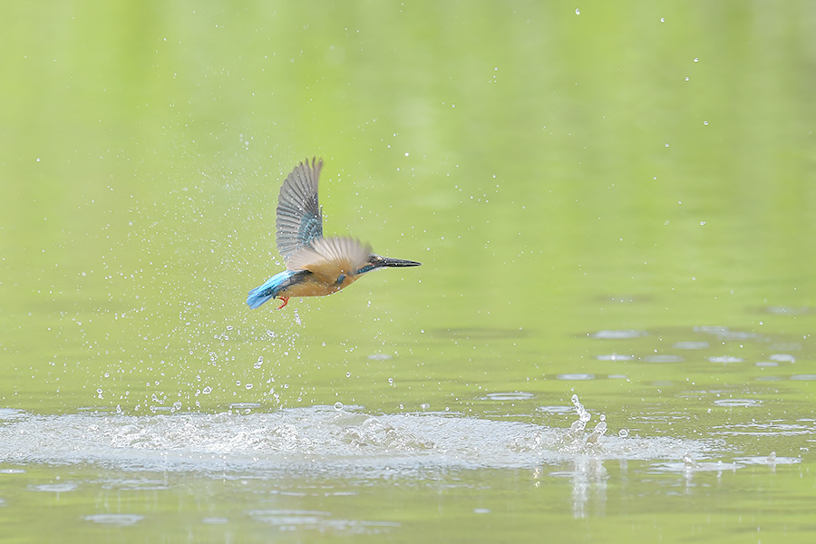 170506 ピラ池水物など_c0278820_19441021.jpg