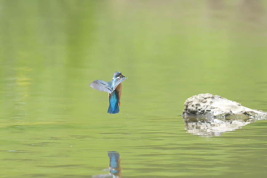 170506 ピラ池水物など_c0278820_1949666.jpg