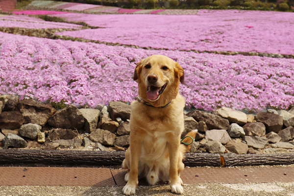 初の芝桜_e0138031_08104264.jpg