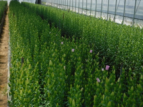e0120932_00242153.jpg