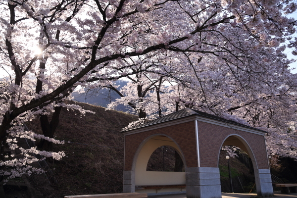 １７年桜紀行１６．勝沼ぶどう郷駅・甚六桜その１_f0229832_09213592.jpg