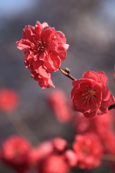 １７年桜紀行１６．勝沼ぶどう郷駅・甚六桜その１_f0229832_09215946.jpg