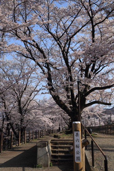 １７年桜紀行１６．勝沼ぶどう郷駅・甚六桜その１_f0229832_09223760.jpg