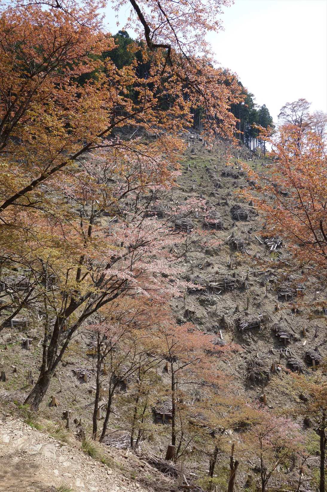 △　大峰山参詣道の吉野古道を行く　△_f0348933_14382837.jpg