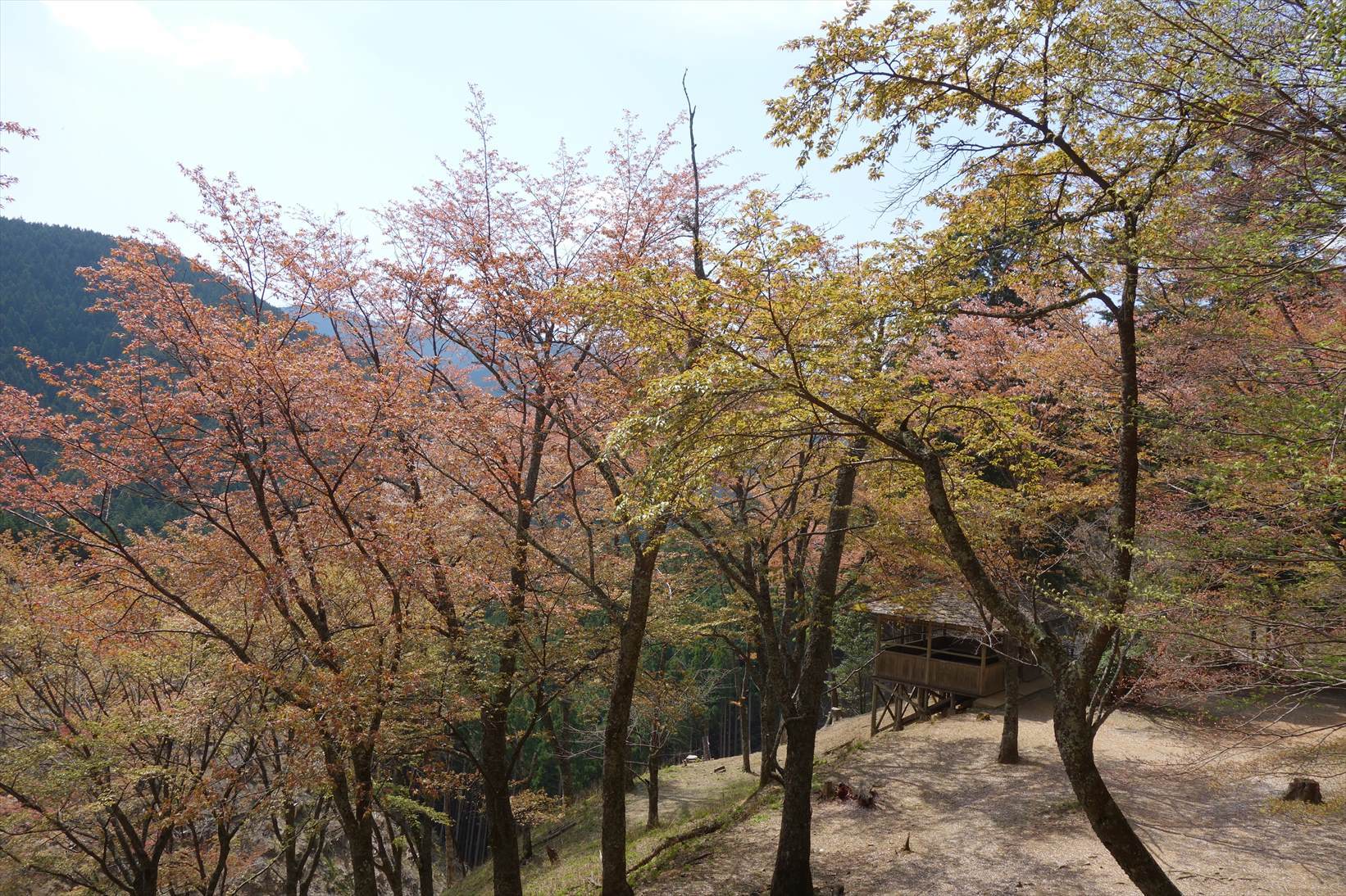 △　大峰山参詣道の吉野古道を行く　△_f0348933_14410274.jpg