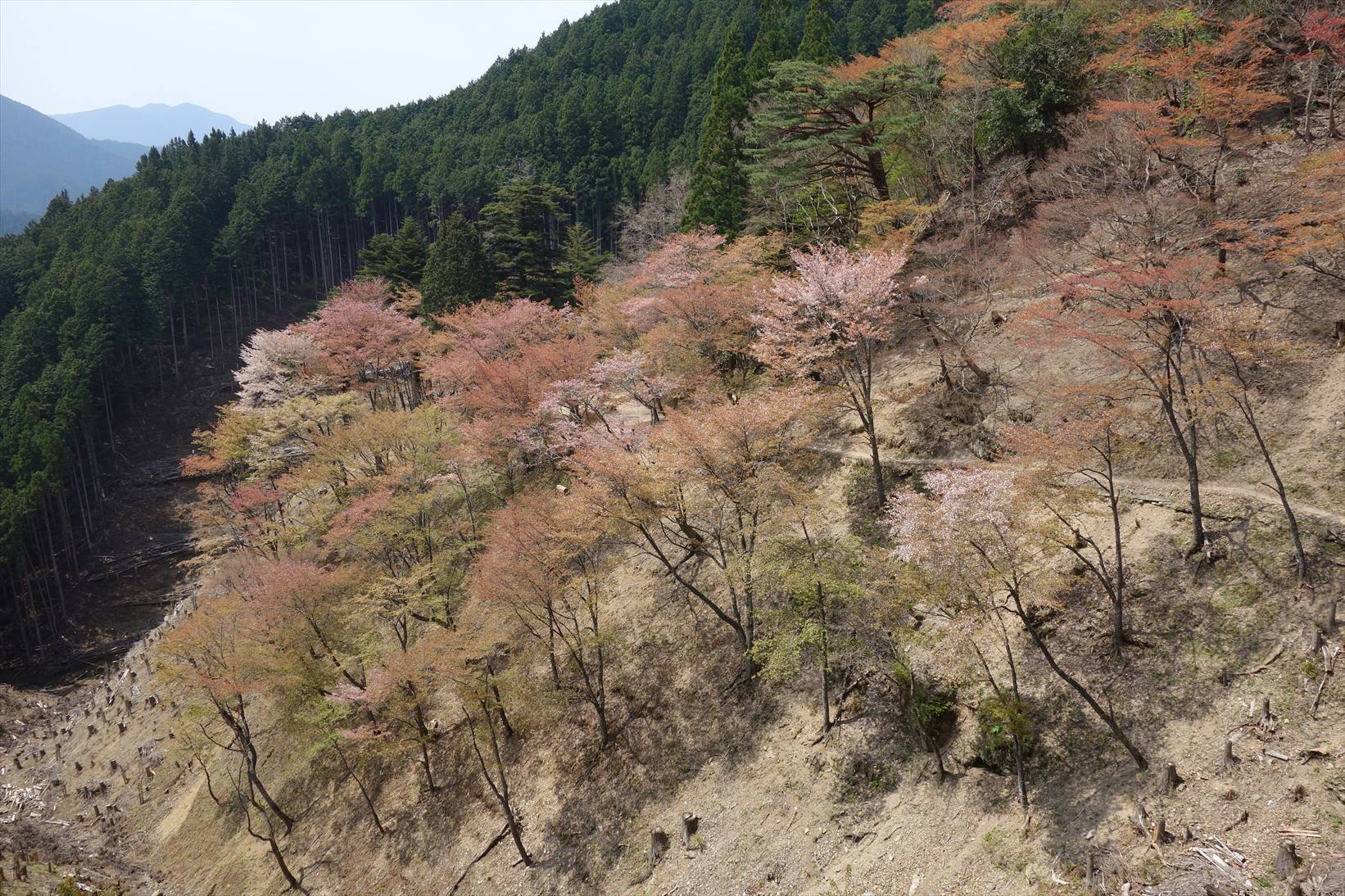 △　大峰山参詣道の吉野古道を行く　△_f0348933_14434632.jpg