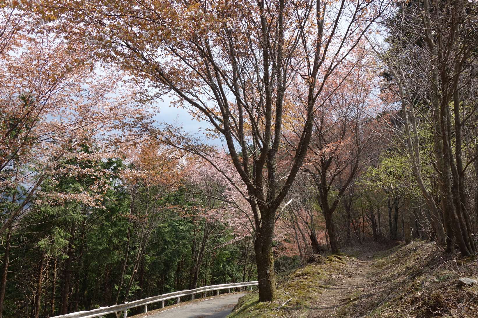 △　大峰山参詣道の吉野古道を行く　△_f0348933_14583938.jpg