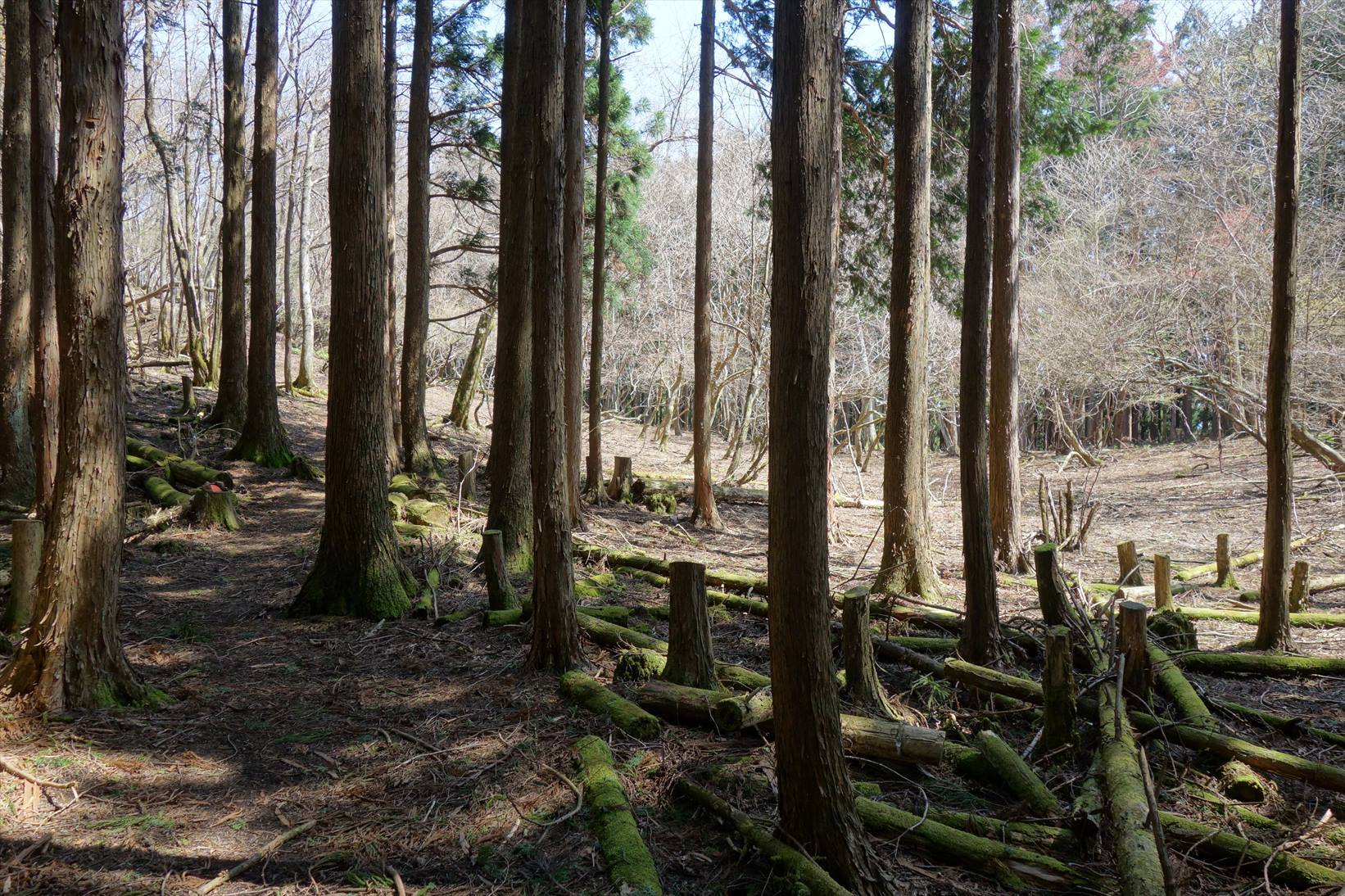 △　大峰山参詣道の吉野古道を行く　△_f0348933_15215401.jpg