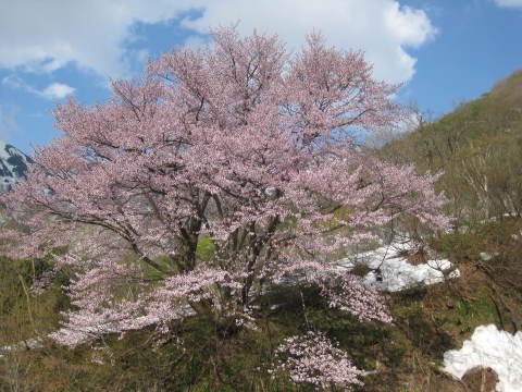 大山桜観桜会_a0158236_12362699.jpg