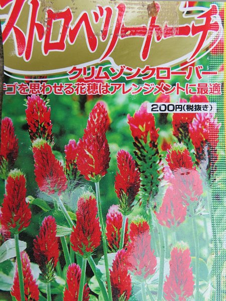 17年5月7日 ストロベリートーチの赤い花 今日の風に吹かれましょう