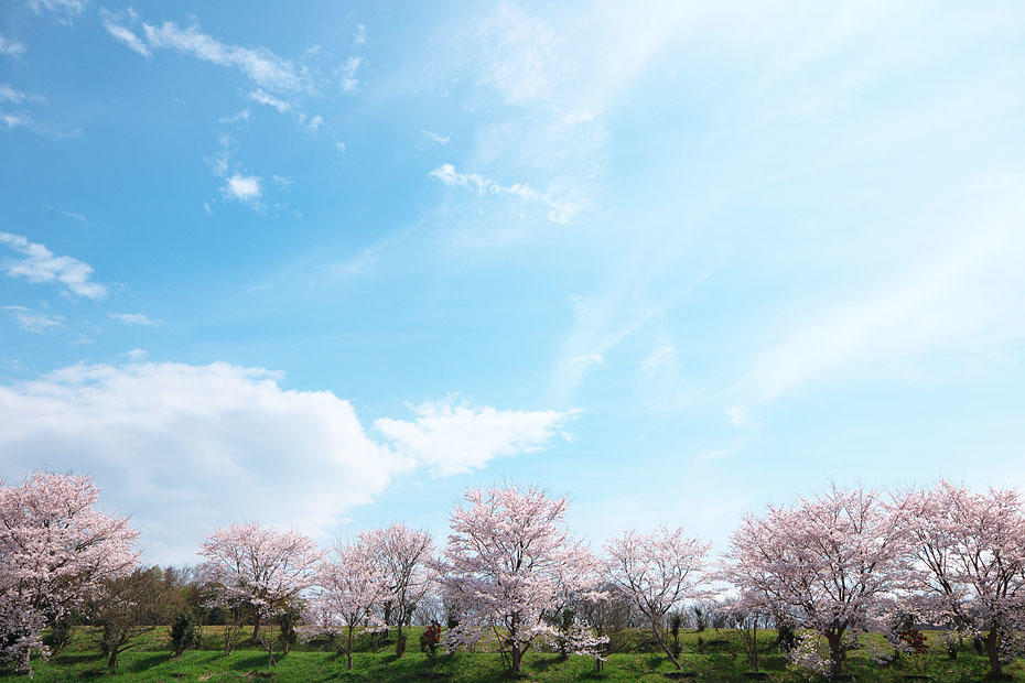 圧倒的桜。2017 - 但馬・写真日和