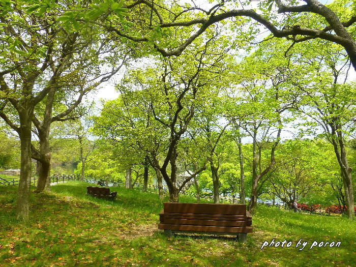 公園の新緑風景です。_c0137342_21083230.jpg