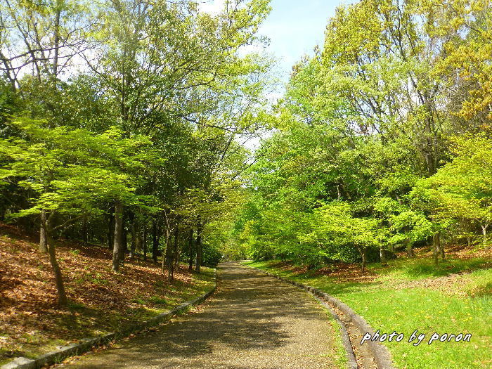 公園の新緑風景です。_c0137342_21094666.jpg