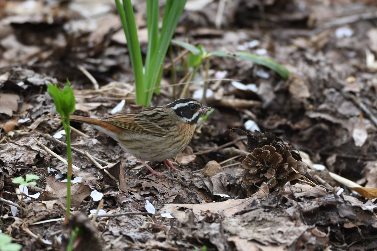 ２０１７年３月、４月の鳥たち_a0039245_21334245.jpg