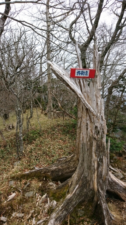 大峰　和佐又山ﾋｭｯﾃ～大普賢岳～七曜岳～和佐又山ﾋｭｯﾃ_b0148050_17351495.jpg