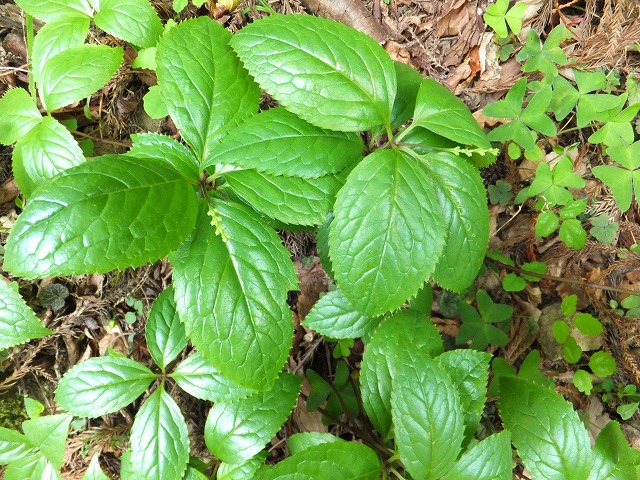 香落渓の新緑を歩く！春の花　観察会_d0048350_17131938.jpg