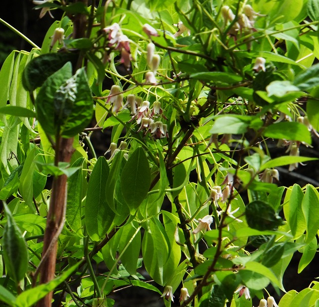 香落渓の新緑を歩く！春の花　観察会_d0048350_17132684.jpg