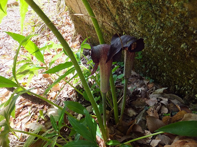 香落渓の新緑を歩く！春の花　観察会_d0048350_17141377.jpg