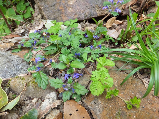 香落渓の新緑を歩く！春の花　観察会_d0048350_17142278.jpg