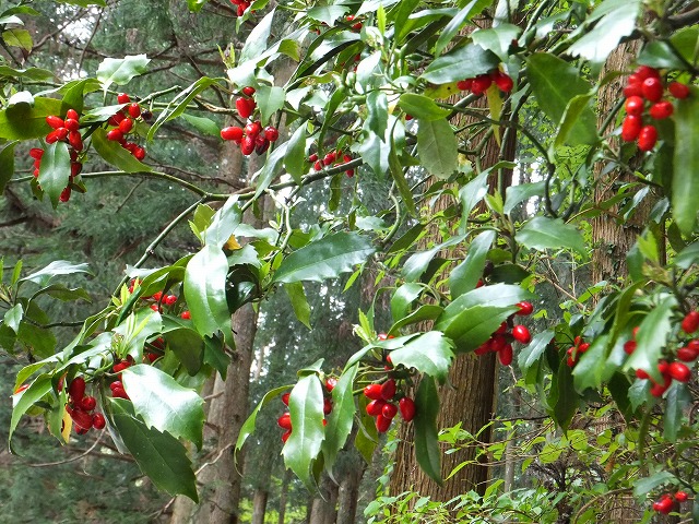 香落渓の新緑を歩く！春の花　観察会_d0048350_17143053.jpg