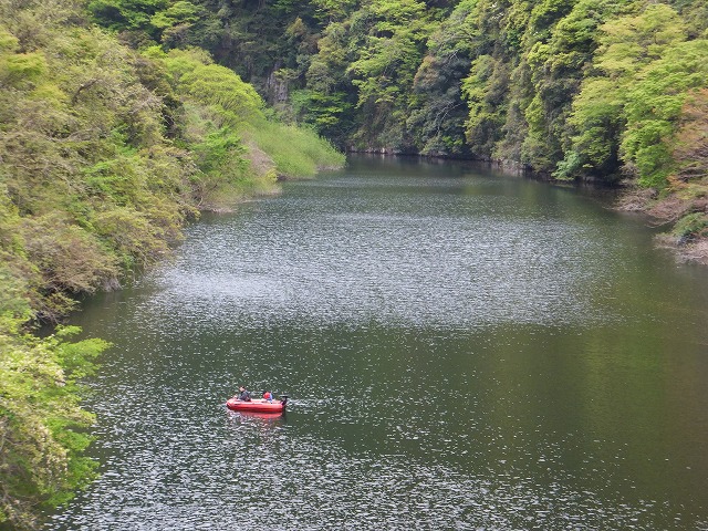 香落渓の新緑を歩く！春の花　観察会_d0048350_1927278.jpg