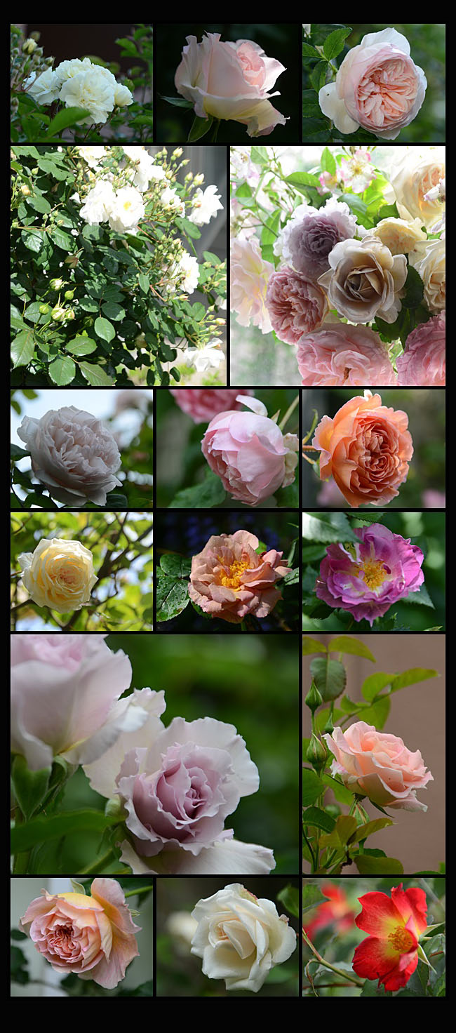 　　庭のバラ　　庭の花　5月になって_e0020954_14522717.jpg