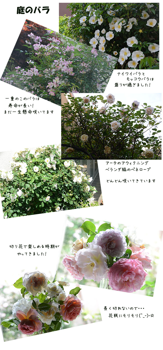 　　庭のバラ　　庭の花　5月になって_e0020954_1452946.jpg