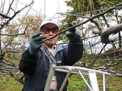 熊本梨 本藤果樹園 今年も順調に着果し1次摘果のスタートです!品種による匠の摘果作業の違い!_a0254656_17052299.jpg