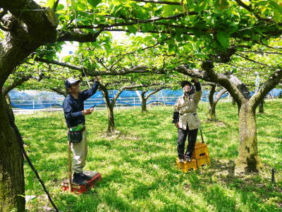 熊本梨 本藤果樹園 今年も順調に着果し1次摘果のスタートです!品種による匠の摘果作業の違い!_a0254656_17350321.jpg