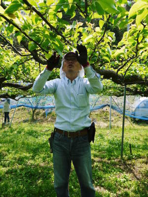 熊本梨 本藤果樹園 今年も順調に着果し1次摘果のスタートです!品種による匠の摘果作業の違い!_a0254656_18155021.jpg