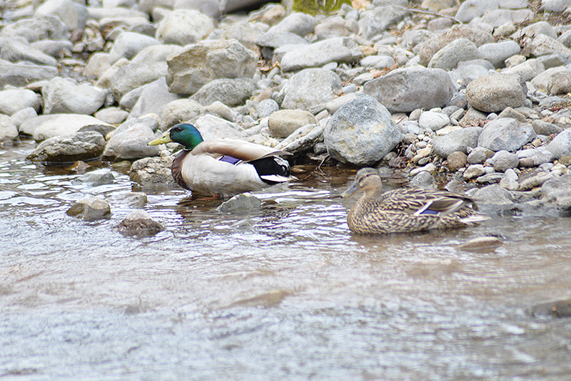 水鳥いろいろ_d0357465_22173926.jpg