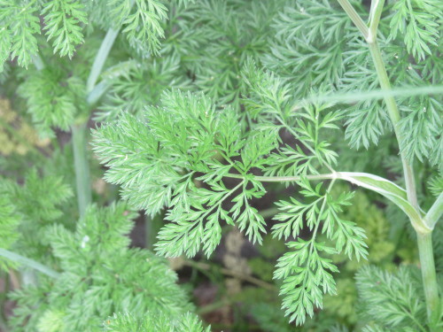 e0364065_09490647.jpg