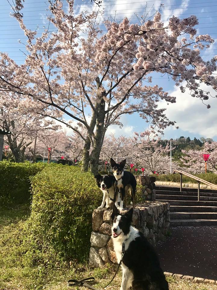 2017.4.13摂津峡桜公園_b0270467_18271687.jpg