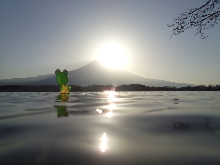 3日目 170416　田貫湖ダイヤモンド富士とカエル君　超ローアングル　Diamond Fuji from Lake Tanuki　Super low angle  6：00から6：16_c0349574_08083158.jpg