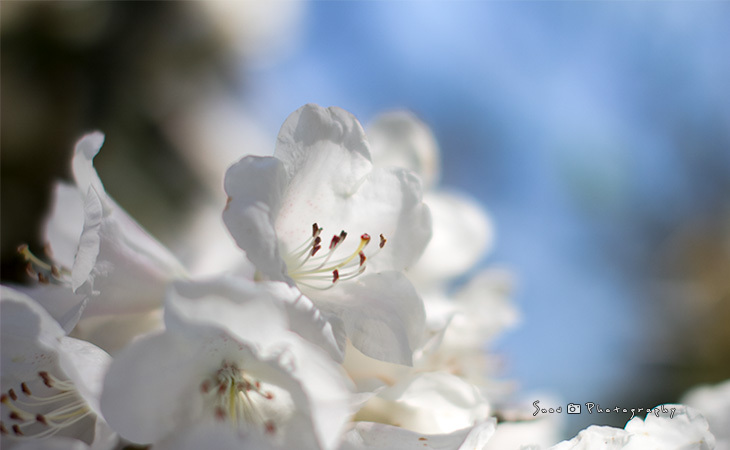 花を探しに植物園へ Vol.01_f0150682_20532772.jpg