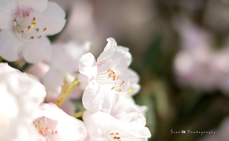 花を探しに植物園へ Vol.01_f0150682_20533898.jpg